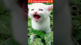 Cat Meowing🌹🐈🐈🌹Cat Sound Cute Cat Videos shorts cat cats dog puppy catlover catfunnyshorts [upl. by Jackqueline]