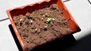 Timelapse of Catnip Plant From Seed [upl. by Yrakcaz]