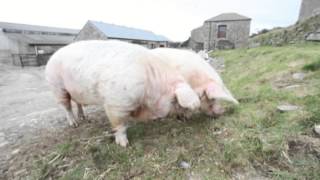 Britains fattest pigs weigh 720kg  thats 10000 sausages [upl. by Ahsikar]