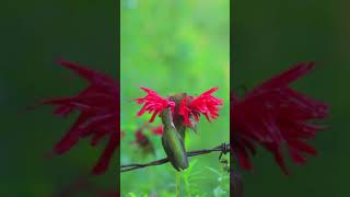 Ruby throated hummingbird bird nature [upl. by Imiaj738]