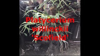 All about the Platycerium willinckii Scofield [upl. by Gomar]