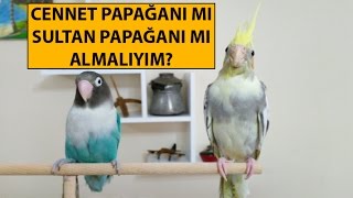 Cennet Papağanı mı Sultan Papağanı mı Almalıyım [upl. by Nimocks]