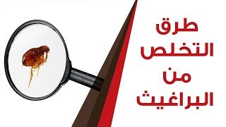 طرق التخلص من البراغيث بدون كيماويات [upl. by Mcnutt]