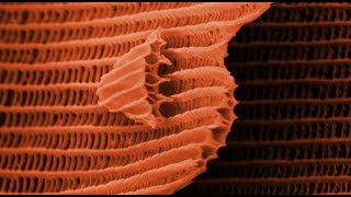 THIS IS A BUTTERFLY Scanning Electron Microscope  Part 2  Smarter Every Day 105 [upl. by Ykcim]