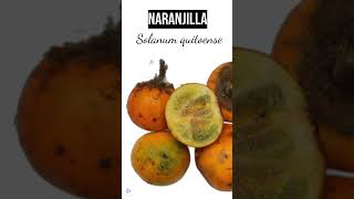 NARANJILLA  plants medicine medicinalplants agroecology agriculture shorts agro world new [upl. by Cyprio484]