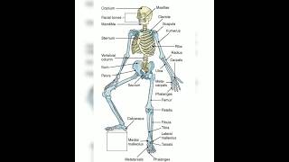 Skeletal system anatomy bone nursing exam special video Star [upl. by Lambertson]