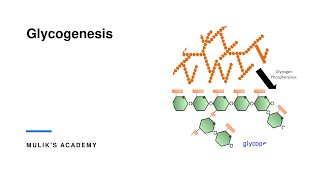 Glycogenesis glycogen Glycogen metabolism medical biochemistry metabolism [upl. by Dimphia128]