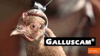 The Stabilization Power of Chicken Heads Featured in New Commercials [upl. by Iht]