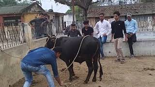 Casting of Domestic Cattle  Ruffs Method [upl. by Eimorej281]