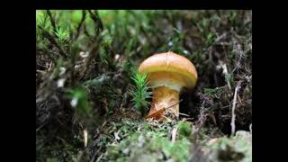 GoldRöhrling oder Goldgelbe LärchenRöhrling Suillus grevillei [upl. by Bywaters]