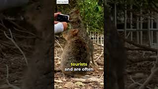 Meet the Quokka 🐻 Exotic Animal Thats Too Cute shorts shortsanimals [upl. by Vargas]