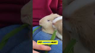 Did you know that in Switzerland its illegal to own just one guinea pig [upl. by Amsa]