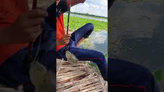 Amazing Hook Fishing In Village Bill fishing shorts [upl. by Ymot]