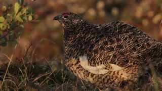 Willow Ptarmigan [upl. by Aiuqat]