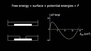 The breakup of a liquid film caused by drop impact [upl. by Dlarej]