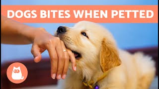 My DOG BITES My HANDS When I PET Them 🐶👋🏻 5 Reasons and Solutions [upl. by Wyly504]