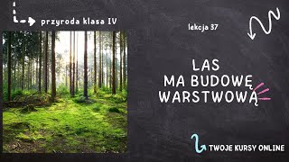 Przyroda klasa 4 Lekcja 37  Las ma budowę warstwową [upl. by Yenahs]