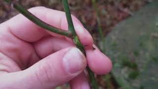 How to Identify Multiflora Rose in the Winter [upl. by Enyawd]