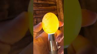 Ultimate Guide to LED Egg Candling Tester Lamp for All Egg Types Explained [upl. by Irolam]