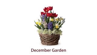 Assorted 19Bulb PrePlanted Flower Bulb Gift Garden  December Garden SKU87064  Plow amp Hearth [upl. by Suivatco836]