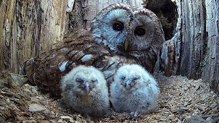 Wild Tawny Owls Adopt 6 Orphaned Owlets  Full Story  Luna amp Bomber  Robert E Fuller [upl. by Aibos]