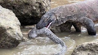 Today😱😱Komodo Dragons Eat Giant Floating Moray Eels [upl. by Klarrisa]