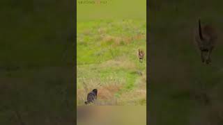 जब मां kangaroo 🦘 एक जंगली wolf 🐺 से भाग rhi थी तब baby kangaroo 🦘 गलती से pooch से गिर जाता hai😮🥹 [upl. by Telford]