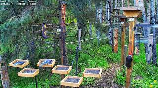 20240913  Foothills Birds  PTZ Live Stream Bird Feeder Cam 65 Species [upl. by Guthry745]