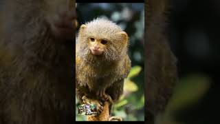 Wild Monkeys Discover the Astonishing Intelligence of These Giant Primates Wild Monkeysshorts [upl. by Rugen]