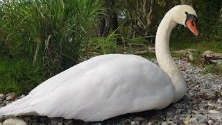 Mit den 🦢Schwänen🦢 gemeinsam die Ruhe genißenEnjoy the peace and quiet together with the swans🦢 [upl. by Hoes]