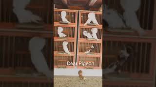 Jacobin Pigeon Breeding setup [upl. by Connolly483]