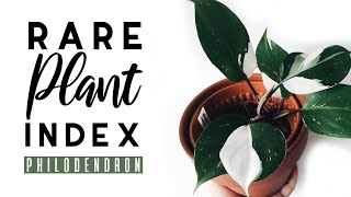 Rare Plant Index 1  Philodendron  Uncommon to Extremely Rare Plants [upl. by Steiner]