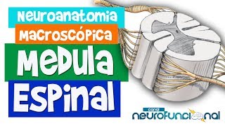 MEDULA ESPINAL  Neuroanatomia Macroscópica  Rogério Souza 1 [upl. by Pritchard]