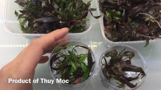 Cryptocoryne undulata sp [upl. by Lessard]