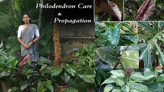 Varieties of Philodendron its care and propagation [upl. by Serdna]