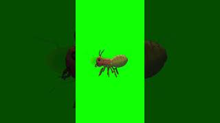 Insect Animation Copyright Free [upl. by Jeffery]