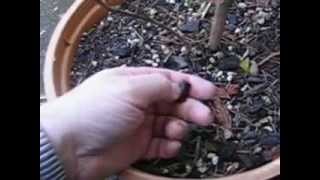 Soil blend for container gardening [upl. by Wolfie257]