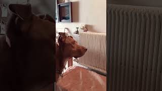 Escuchalo con tu perro Jaja youtubeshorts pitbull puppy shortsvideos shorts [upl. by Cown]