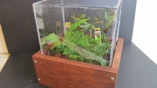 Make a Terrarium with wooden Case [upl. by Chi]