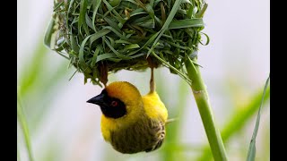 Weaver Bird  Building Nest  How Birds Build Their Nest [upl. by Wilow]