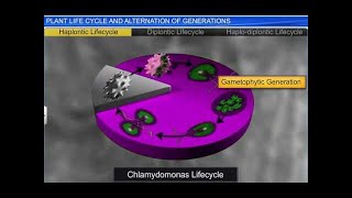 CBSE Class 11 Biology  Plant Life cycles and Alternation of Generation  By Shiksha House [upl. by Ettenawtna]