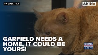 Yakimas Garfield Needs a Home [upl. by Nnednarb]