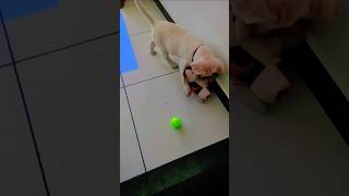 sultan puppy dog shows for dogs to watch barking Labrador  shorts short [upl. by Tham]