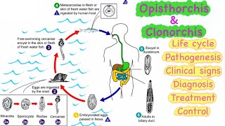 14 Opisthorchis amp Clonorchis 🔥🔥 Life cycle  Pathogenesis  Clinical signs  Diagnosis  Treatment💊 [upl. by Maletta862]