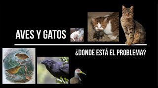 Aves y Gatos  ¿Dónde está el problema [upl. by Dressler]