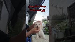 Giving Head Massage To My Cute Puppy allpetmatters puppy shorts trending viral cute [upl. by Euf133]