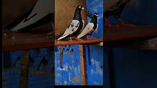 Pigeon slock kabutar shortvideo mashallah [upl. by Labana707]