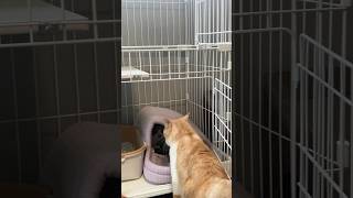 屋根付き戸建てさかがみ家 保護犬 保護猫 cat dog 坂上忍 [upl. by Layod]