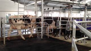 Waikato Rotary Milking Parlour  Waikato SA Installation [upl. by Bremble823]