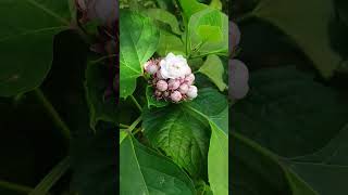 SendumalliMysore malli clerodendrum phillipinum whiteflowers fragrantflowers flowercluster [upl. by Myranda233]